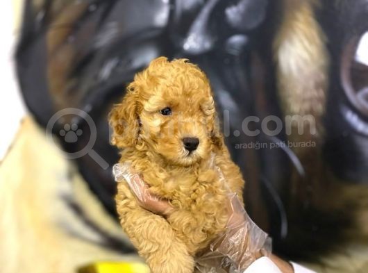 Toy Poodle Yavrularim Irk Ve Saglik Garantili