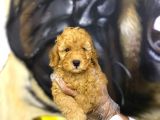 Toy Poodle Yavrularim Irk Ve Saglik Garantili