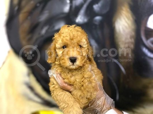 Toy Poodle Yavrularim Irk Ve Saglik Garantili görsel