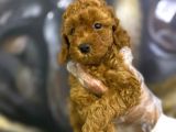 Toy Poodle Yavrularim Irk Ve Saglik Garantili