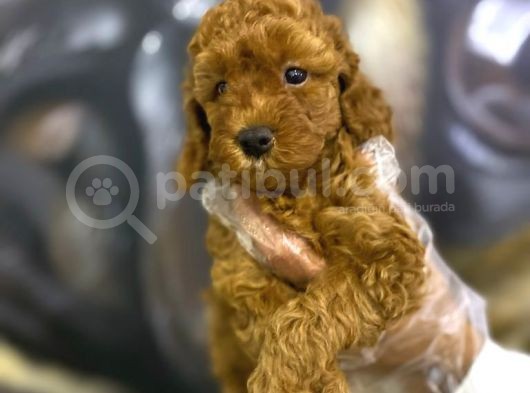 Toy Poodle Yavrularim Irk Ve Saglik Garantili görsel