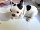 French Bulldog Yavruları