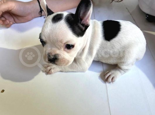 French Bulldog Yavruları görsel