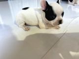 French Bulldog Yavruları