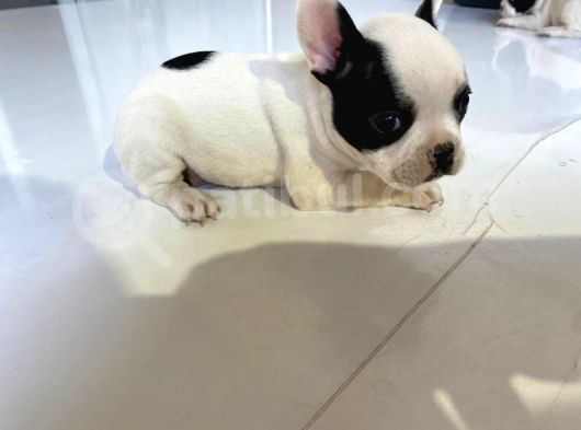 French Bulldog Yavruları görsel