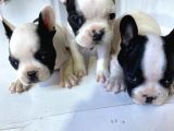 French Bulldog Yavruları