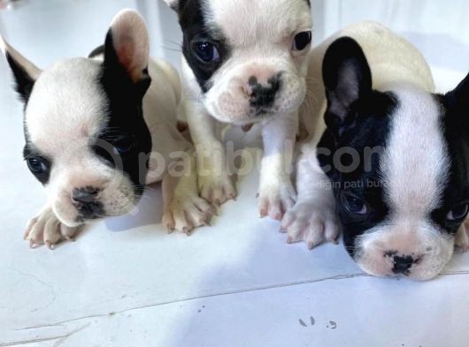French Bulldog Yavruları görsel