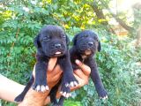 Cane Corso Yavruları