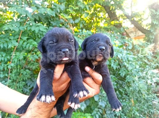 Cane Corso Yavruları görsel