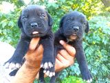 Cane Corso Yavruları