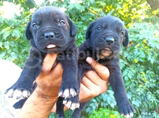 Cane Corso Yavruları görsel
