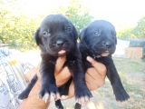 Cane Corso Yavruları