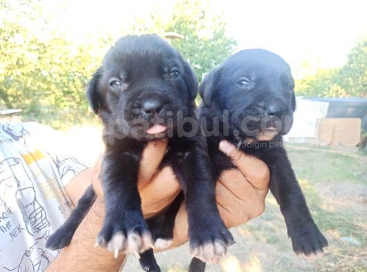 Cane Corso Yavruları görsel
