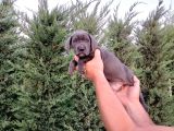 Cane Corso Yavruları