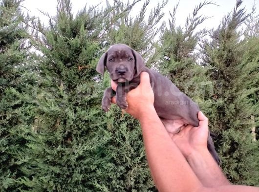 Cane Corso Yavruları