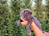 Cane Corso Yavruları