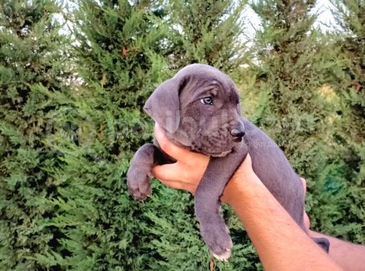 Cane Corso Yavruları görsel
