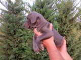 Cane Corso Yavruları