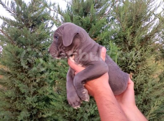 Cane Corso Yavruları görsel