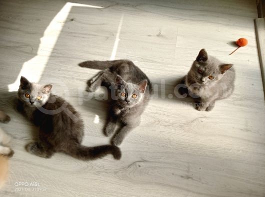 4 Aylık Dişi görsel