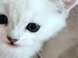 Birtish Shorthair Ns 1133