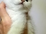 Birtish Shorthair Ns 1133