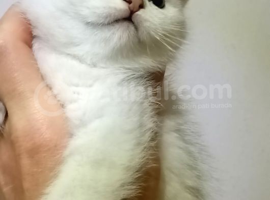Birtish Shorthair Ns 1133 görsel