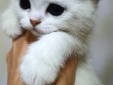 Birtish Shorthair Ns 1133