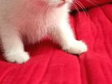 Birtish Shorthair Ns 1133