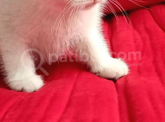 Birtish Shorthair Ns 1133 görsel