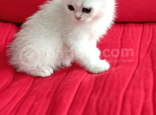 Birtish Shorthair Ns 1133
