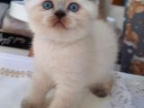 Masmavi̇ Gözlü Blue Poi̇nt Yavrum