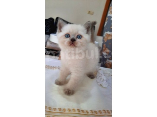 Masmavi̇ Gözlü Blue Poi̇nt Yavrum