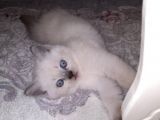Masmavi̇ Gözlü Blue Poi̇nt Yavrum