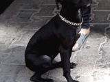 3 Aylık Pitbull
