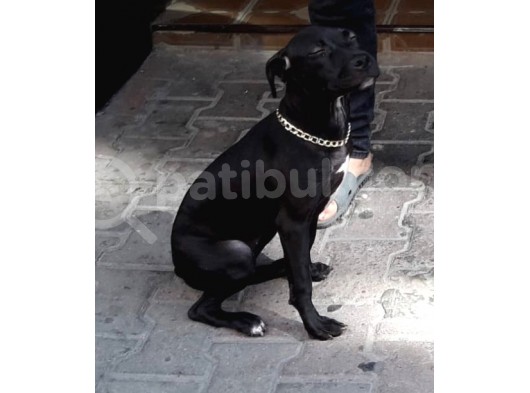 3 Aylık Pitbull