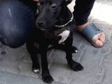 3 Aylık Pitbull