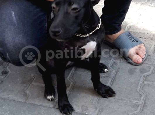 3 Aylık Pitbull görsel