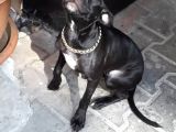 3 Aylık Pitbull