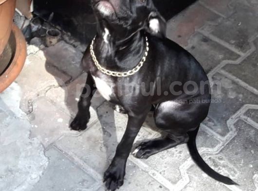 3 Aylık Pitbull görsel