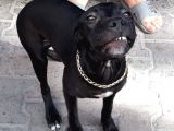 3 Aylık Pitbull
