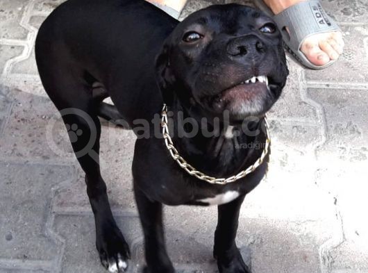 3 Aylık Pitbull görsel