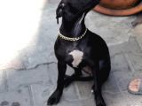 3 Aylık Pitbull