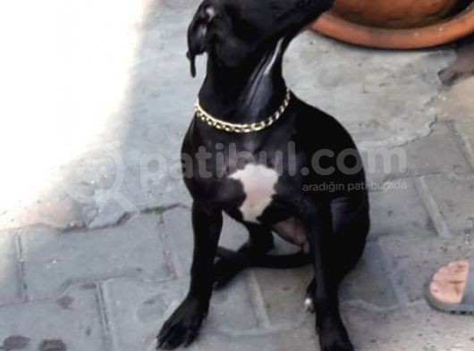 3 Aylık Pitbull görsel