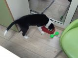 Safkan Orjinal Irk 3 Aylık Erkek Aşılı Border Collie Yavrumuz