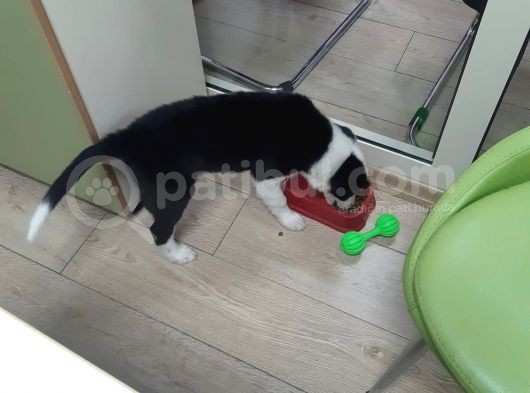 Safkan Orjinal Irk 3 Aylık Erkek Aşılı Border Collie Yavrumuz görsel