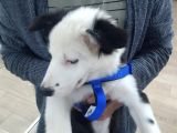 Safkan Orjinal Irk 3 Aylık Erkek Aşılı Border Collie Yavrumuz