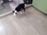 Safkan Orjinal Irk 3 Aylık Erkek Aşılı Border Collie Yavrumuz