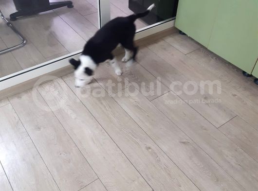 Safkan Orjinal Irk 3 Aylık Erkek Aşılı Border Collie Yavrumuz görsel