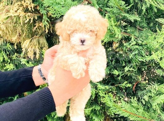 Toy Poodle Yavrularımız Çiftliğimizde Dişi Erkek